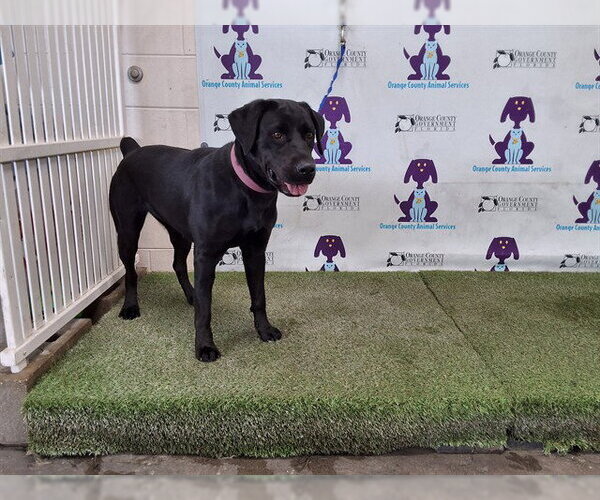 Medium Photo #1 Labrador Retriever-Unknown Mix Puppy For Sale in Orlando, FL, USA