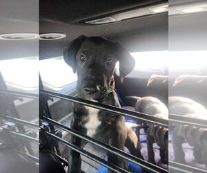 Great Dane-Unknown Mix Dogs for adoption in Bullard, TX, USA