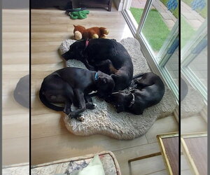 Nick Wilde - Male Labrador Retriever-Unknown Mix Dog for Adoption - Photo #10