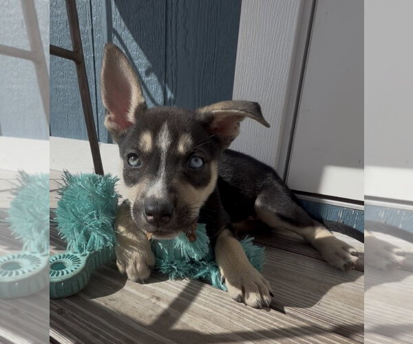 Medium Photo #1 Mutt Puppy For Sale in Royal Palm Beach, FL, USA