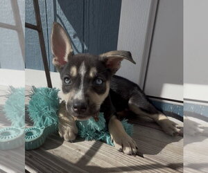 Mutt Dogs for adoption in Royal Palm Beach, FL, USA