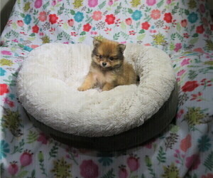 Pomeranian Puppy for Sale in COOKEVILLE, Tennessee USA