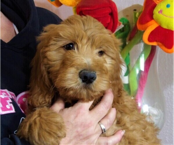 Medium Photo #1 Goldendoodle Puppy For Sale in BARNUM, IA, USA