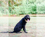 Small Photo #1 Goldendoodle Puppy For Sale in ROCKY MOUNT, NC, USA