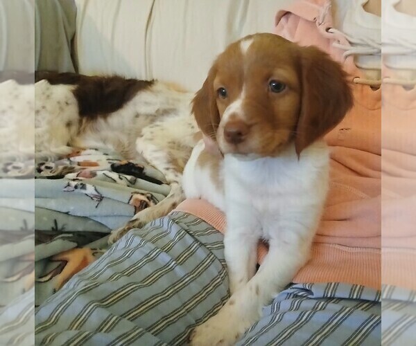 Medium Photo #16 Brittany Puppy For Sale in SOMERSET, OH, USA