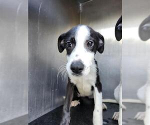 Border Collie-Unknown Mix Dogs for adoption in San Antonio, TX, USA