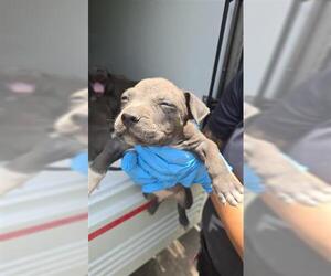 American Pit Bull Terrier Dogs for adoption in Houston, TX, USA