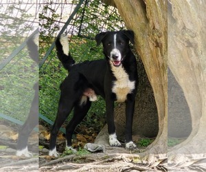 Labrador Retriever-Unknown Mix Dogs for adoption in Oakhurst, NJ, USA