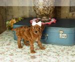 Small Photo #15 Miniature Labradoodle Puppy For Sale in NAPPANEE, IN, USA