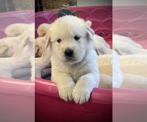 English Cream Golden Retriever Puppy for Sale in YUMA, Arizona USA