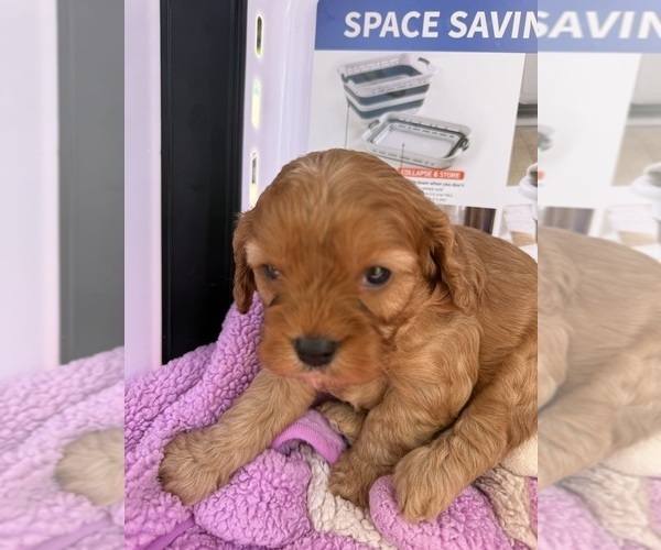 Medium Photo #22 Cavapoo (Miniature) Puppy For Sale in SAINT FRANCIS, MN, USA