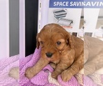 Small Photo #22 Cavapoo (Miniature) Puppy For Sale in SAINT FRANCIS, MN, USA