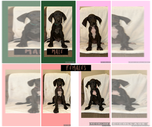 Great Dane Puppy for sale in SMITHFIELD, NC, USA