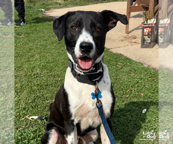 Medium Photo #8 Borador Puppy For Sale in Washington, DC, USA