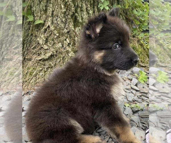 Medium Photo #9 German Shepherd Dog Puppy For Sale in MARIETTA, SC, USA