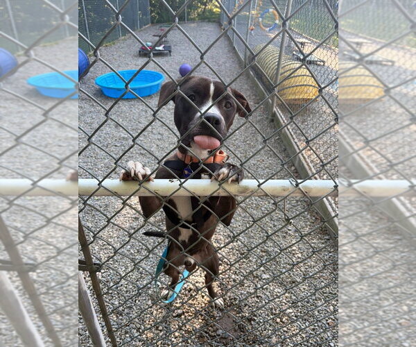 Medium Photo #2 American Staffordshire Terrier Puppy For Sale in Sayreville, NJ, NJ, USA