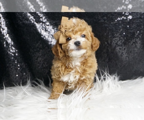 Medium Photo #4 Poodle (Toy) Puppy For Sale in WARSAW, IN, USA