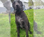 Small #9 Labrador Retriever Mix