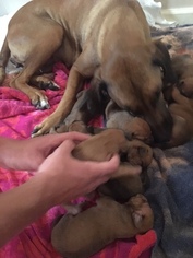 Mother of the Rhodesian Ridgeback puppies born on 06/30/2016
