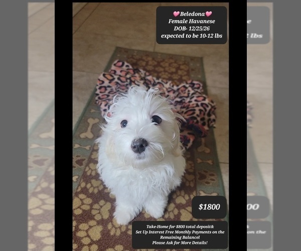 Medium Photo #2 Havanese Puppy For Sale in TUCSON, AZ, USA