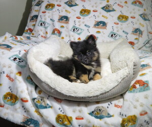 Pomeranian Puppy for Sale in COOKEVILLE, Tennessee USA