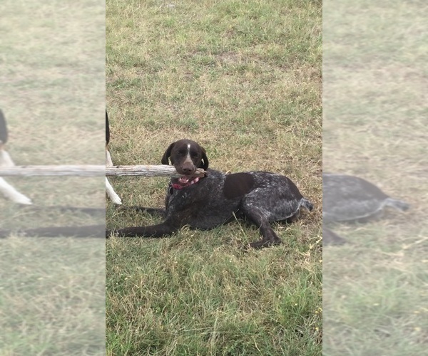 Medium Photo #1 German Shorthaired Pointer Puppy For Sale in KYLE, TX, USA