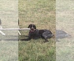 Small Photo #1 German Shorthaired Pointer Puppy For Sale in KYLE, TX, USA