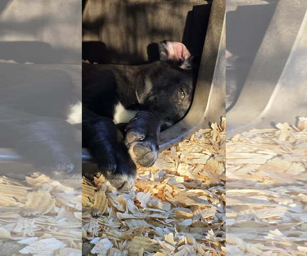 Medium Photo #3 Labrador Retriever-Unknown Mix Puppy For Sale in Oakhurst, NJ, USA