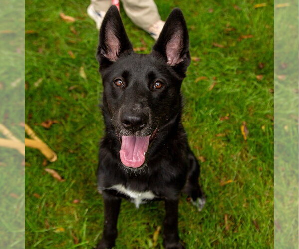 Medium Photo #7 German Shepherd Dog-Unknown Mix Puppy For Sale in Canton, CT, USA