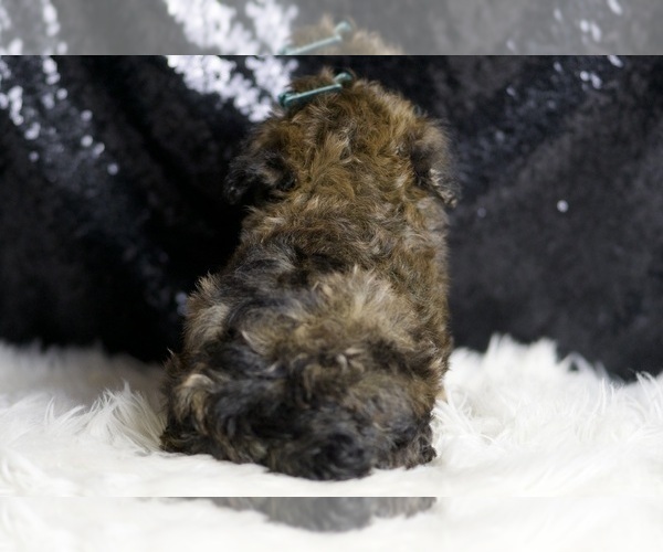 Medium Photo #4 Poodle (Miniature) Puppy For Sale in WARSAW, IN, USA