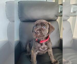 Cane Corso Puppy for sale in BUMPASS, VA, USA