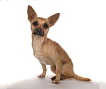 Small #2 Chihuahua