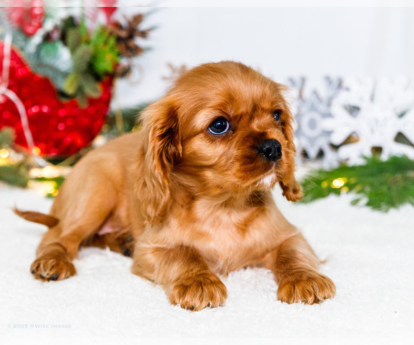 Medium Photo #67 Cavalier King Charles Spaniel Puppy For Sale in WAKARUSA, IN, USA