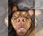 Small #7 American Staffordshire Terrier-Boston Terrier Mix