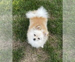 Small #1 Pomeranian