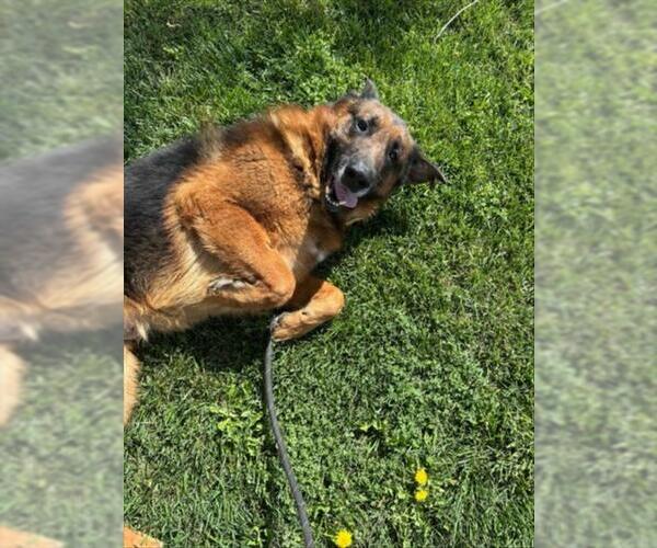 Medium Photo #2 German Shepherd Dog Puppy For Sale in Woodland, CA, USA