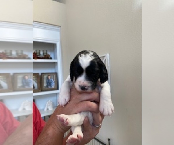 Medium Photo #2 English Springer Spaniel Puppy For Sale in PARKER, CO, USA
