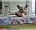 Small #2 French Bulldog