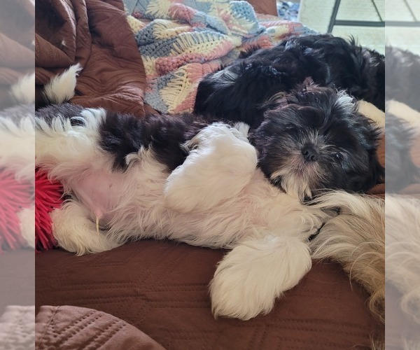 Medium Photo #3 Shih-Poo Puppy For Sale in HOBART, IN, USA