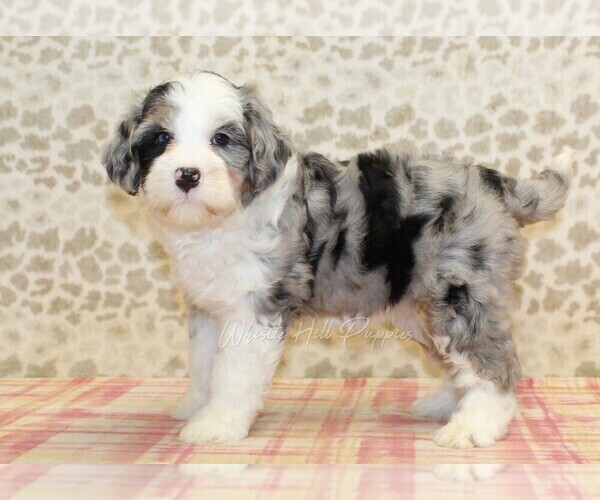 Medium Photo #3 Miniature Bernedoodle Puppy For Sale in DENVER, PA, USA