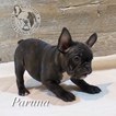 Small Photo #2 French Bulldog Puppy For Sale in VERNAL, UT, USA