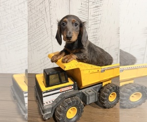 Dachshund Puppy for sale in MIDDLEBURY, IN, USA