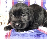 Small Photo #2 Cane Corso-Labradoodle Mix Puppy For Sale in CLAY, PA, USA
