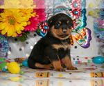 Small Photo #13 Rottweiler Puppy For Sale in WEST FARMINGTON, OH, USA