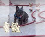 Small Photo #1 French Bulldog Puppy For Sale in OKLAHOMA CITY, OK, USA