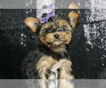 Puppy Cotton Candy Yorkshire Terrier