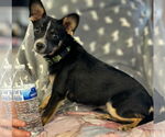 Small #1 Chihuahua Mix