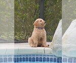Small Photo #6 Goldendoodle Puppy For Sale in LIVE OAK, FL, USA