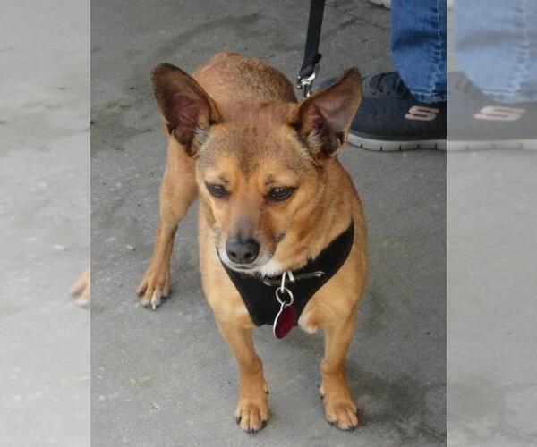 Medium Photo #2 Chihuahua-Unknown Mix Puppy For Sale in Rootstown, OH, USA