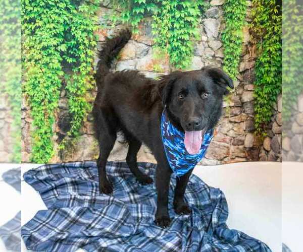 Medium Photo #4 Retriever -Unknown Mix Puppy For Sale in Kennesaw, GA, USA